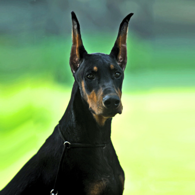 laisse-pour-chien-noire