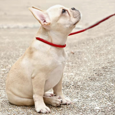 laisse-pour-chien-rouge