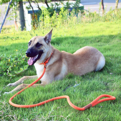 laisse-pour-chien-solide