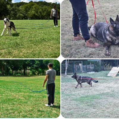 longe-chien-dressage