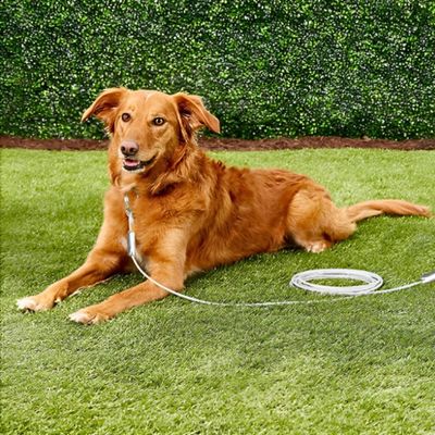 longe pour chien épagneul