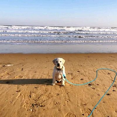 longe pour chien mer