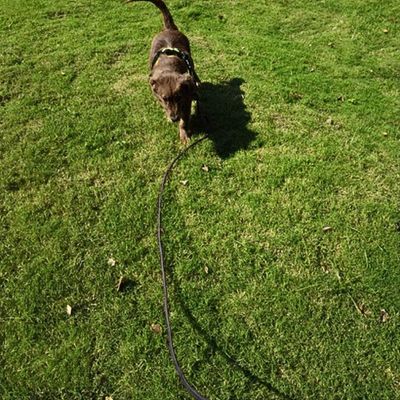 longe pour chien mouvement