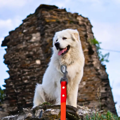 longe-pour-chien-pvc-rouge