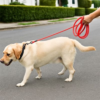 longe pour chien resistante