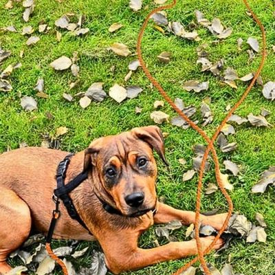 longe pour chien securité 1