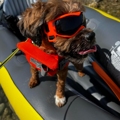 lunette-pour-chien-extérieur