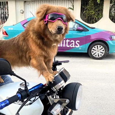 lunette-pour-chien-moto