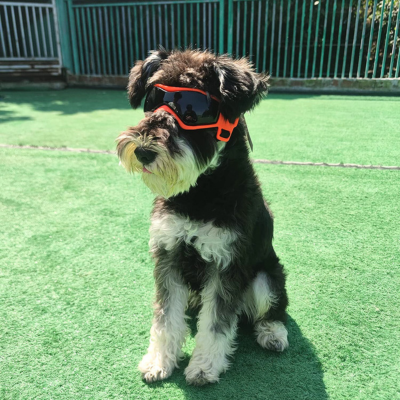 lunette-pour-chien-orange