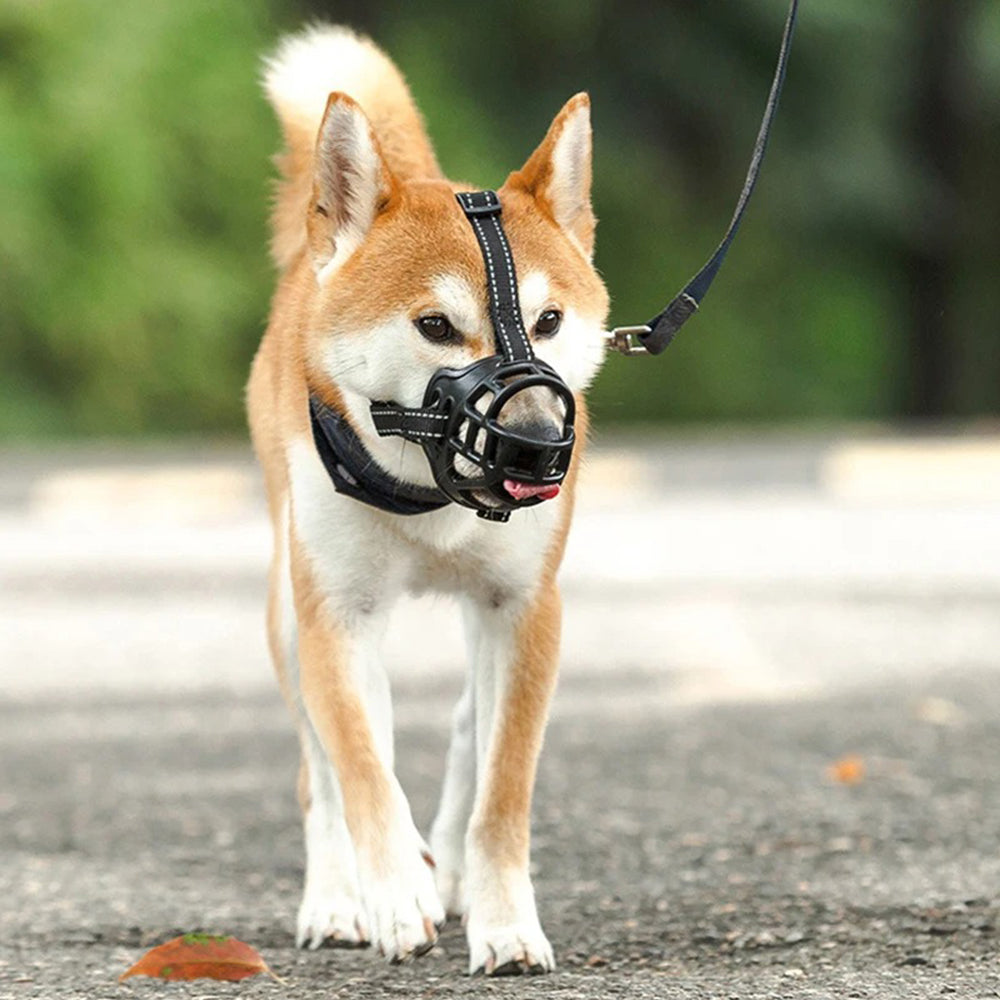 museliere-chien-boire