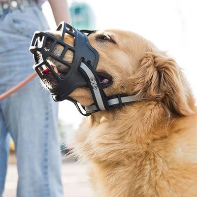 museliere-chien-dressage