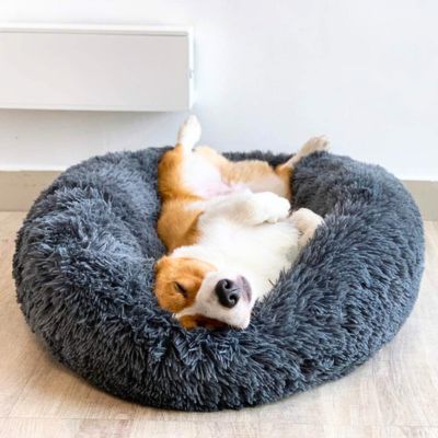 panier chien repos