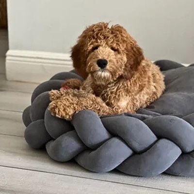 panier-pour-chien-caniche
