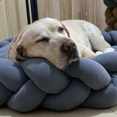 panier-pour-chien-repos