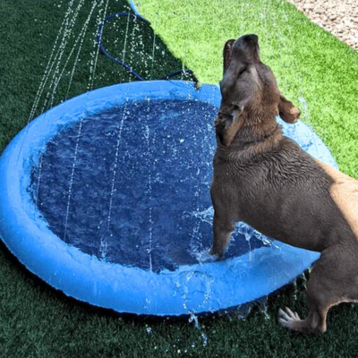 piscine-pour-chien-eau