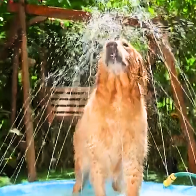 piscine-pour-chien-hydratante