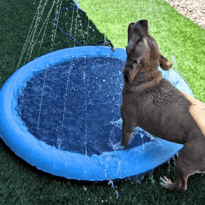 PISCINE POUR CHIEN | Jetdo™ - Wouf chien