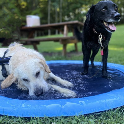 piscine-pour-chien-plaisir