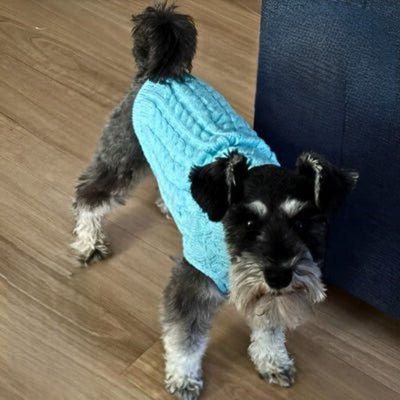 pull-chien-elastique