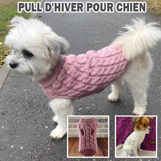 pull-chien-rose