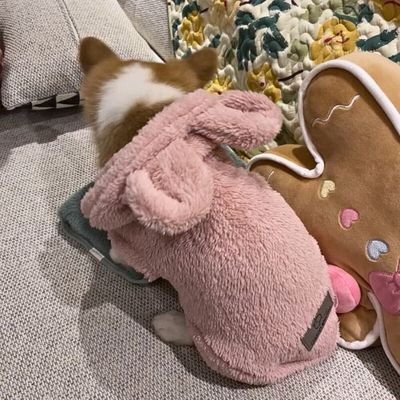 pull-pour-chien-douillet