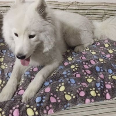 tapis-pour-chien-doux