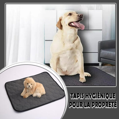 tapis-pour-chien-efficace