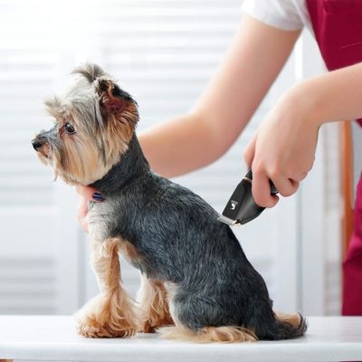 tondeuse-pour-chien-style