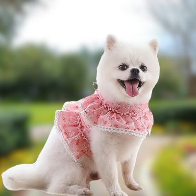 vetement-chien-exterieur