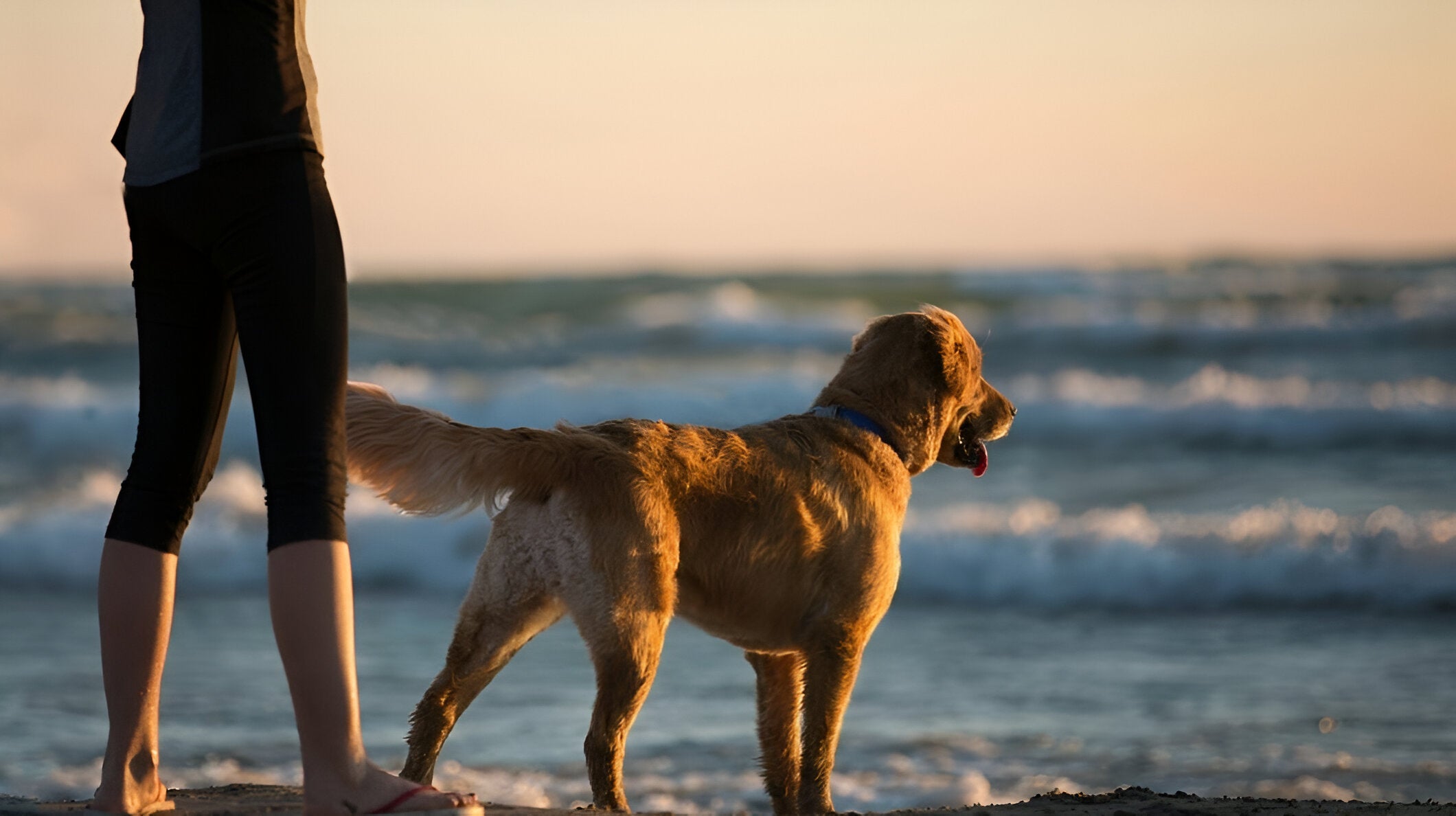 woufchien-principale1