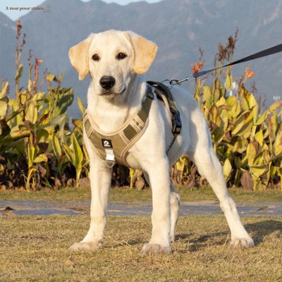 HARNAIS ANTI TRACTION CHIEN ｜Harness™