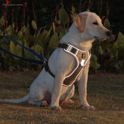 harnais anti tractionArnesdog™ – A tout pour chien